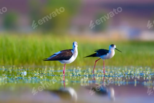Preview: Cute Water Birds. Peaceful Nature Background. Brds: Black Winged Stilt.