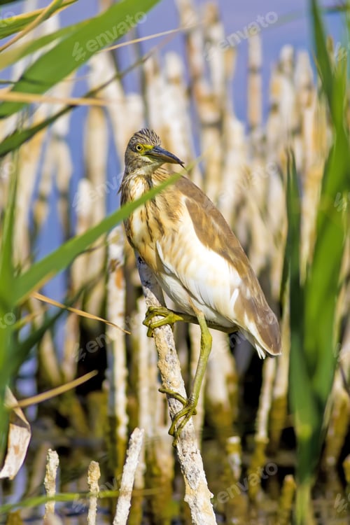 Preview: Squacco Heron, Ardeola Ralloides. Yellow Common Water Bird. Yellow Blue Nature Habitat Background.