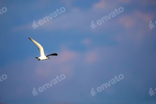 Preview: Flying Gull. Blue Sky Background.