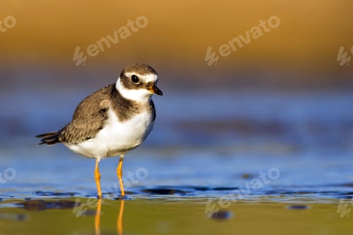 Preview: Nature And Bird. Cute Little Water Bird. Colorful Nature Background. Bird: Common Ringed Plover.