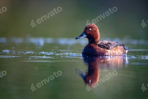 Preview: Swimming Duck. Natural Lake Habitat Background. Bird: Ferruginous Duck. Aythya Nyroca.