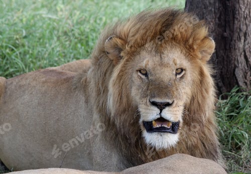 Preview: Zebras And Wildebeests In The Ngorongoro Crater, Tanzania