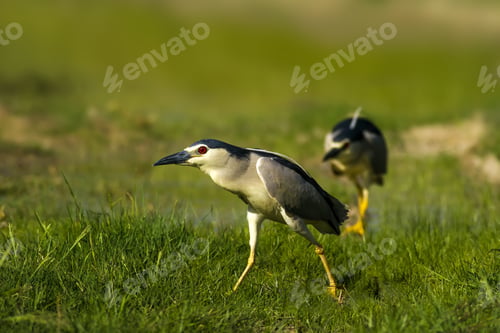Preview: Nature And Bird. Heron: Black Crowned Night Heron. Green Nature Background.