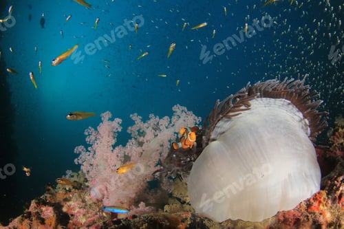 Preview: Clown Anemonefish In Sea Anemone On Coral Reef. Clownfish Fish