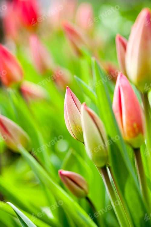 Preview: Group Of Red Tulips With Natural Background