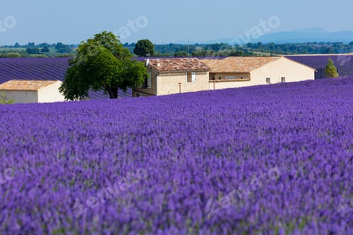 Preview: Lavender (Lavandin) Plant Fields In Valensole Plateau Of The Alps In Haute Provence Region Of