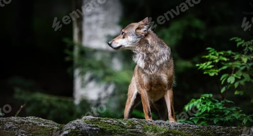 Preview: Wolves In The Bavarian Forest National Park, Bavaria, Germany