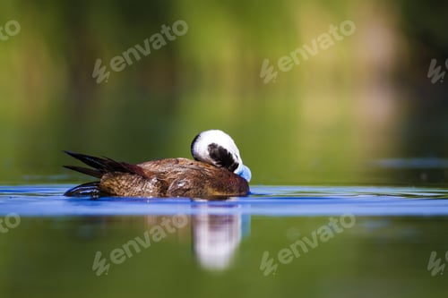 Preview: Swimming Duck. Colorful Lake Habitat Background. Bird: White Headed Duck. Oxyura Leucocephala.