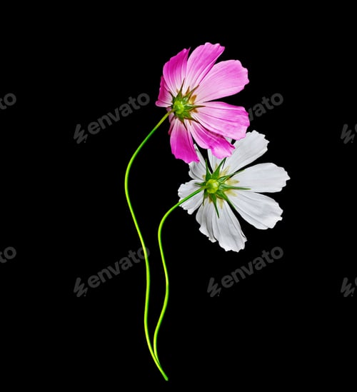 Preview: Cosmos Flowers Isolated On Black Background. Beautiful Spring Flowers