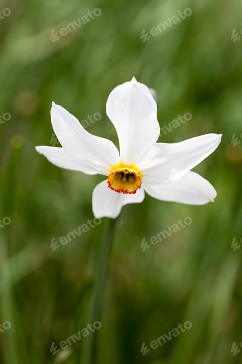 Preview: Beautiful Daffodil With Natural, Green Background