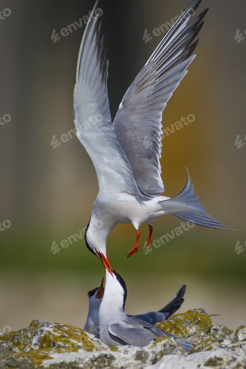 Preview: Cute Bird Tern Bird Nest Common Tern Sterna Hirundo