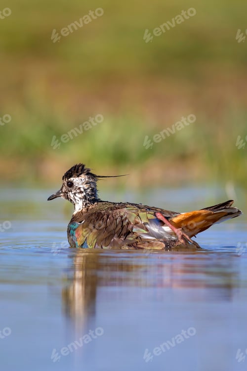 Preview: Wetland And Water Bird. Green Blue Nature Habitat Background. Common Bird: Northern Lapwing