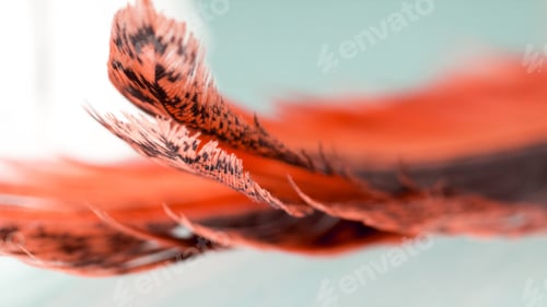 Preview: Colorful Hen Feather With Details And Reflexions