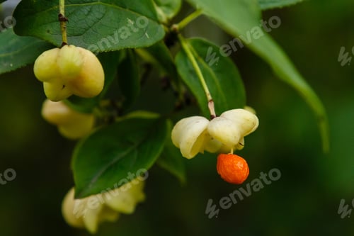 Preview: Euonymus Europaeus Albus (Spindle) - Fruits On A Branch