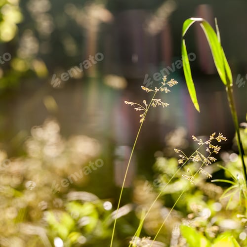 Preview: Green Plants Isolated On Natural Background With Beautiful Bokeh And Contour Light