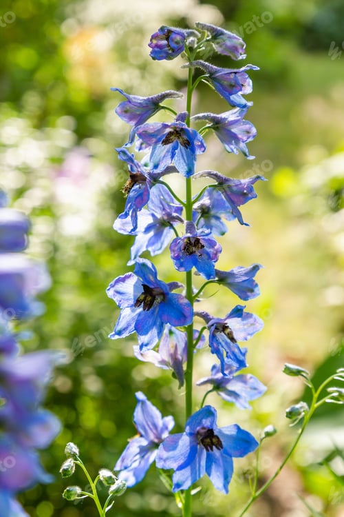 Preview: Beautiful Delphiniums Blooming In The Garden.