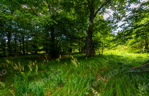 Preview: Tall Grass Under The Trees. Lovely Summer Nature Scenery