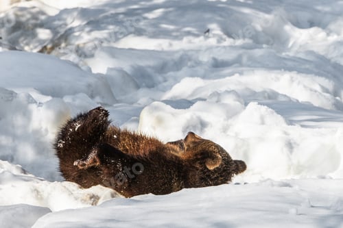 Preview: Brown Bear (Ursus Arctos) In Lake Clark National Park, Alaska, Usa