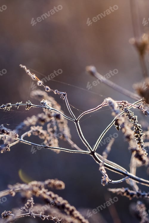 Preview: Dried Herbs In The Field Against The Light