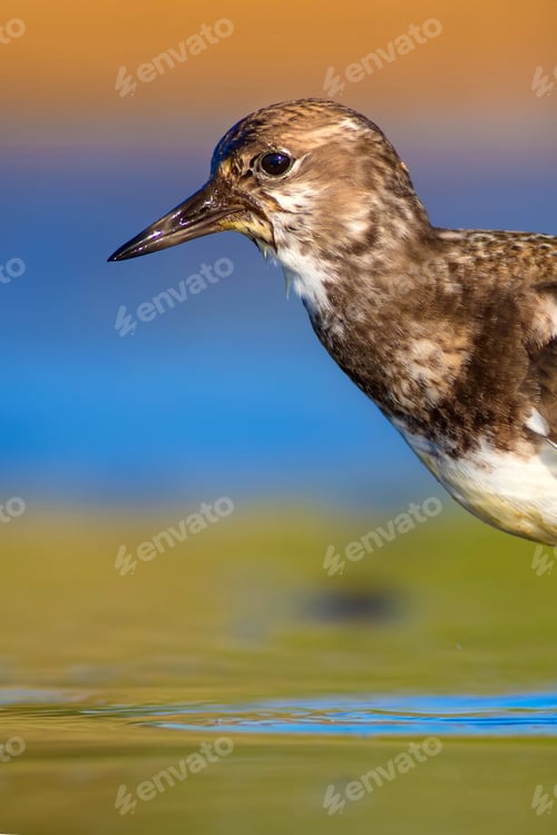 Preview: Cute Water Bird. Common Bird Ruddy Turnstone. Colorful Nature Background. Bird: Ruddy Turnstone