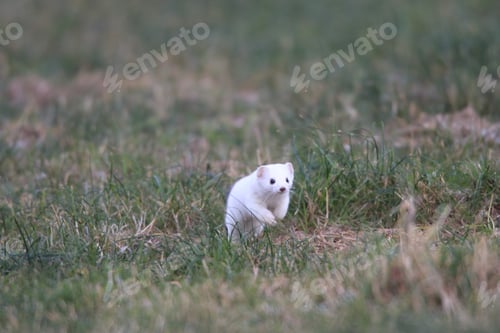 Preview: Stoat (Mustela Erminea),Short-Tailed Weasel Germany