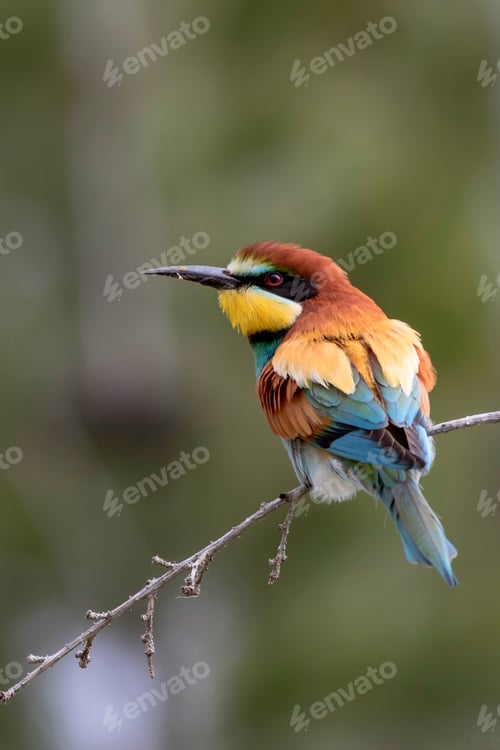 Preview: Colorful Bird. Green Nature Background. Bird: European Bee Eater. Merops Apiaster.
