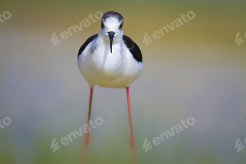 Preview: Black Winged Stilt. Himantopus Himantopus. Colorful Nature Background.