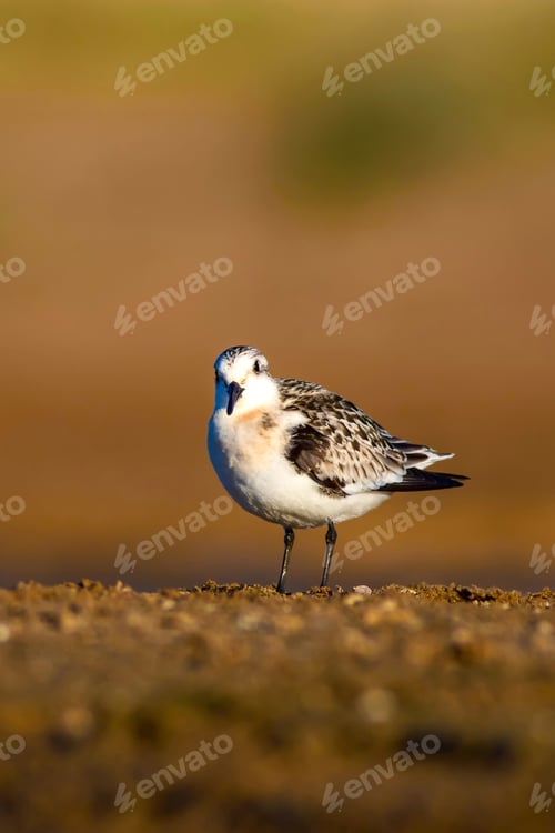 Preview: Cute Little Water Bird. Brown Nature Background. Bird: Little Stint / Calidris Minuta