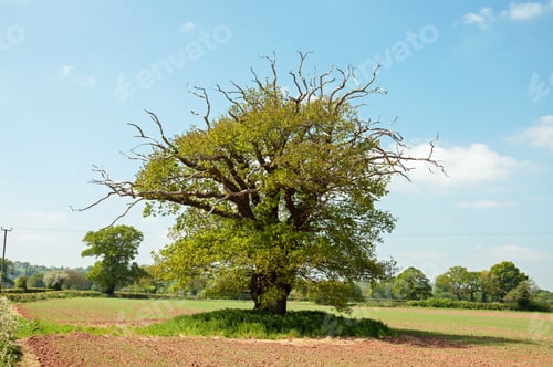 Preview: Old Oak Tree In A Springtime Meadow In England.