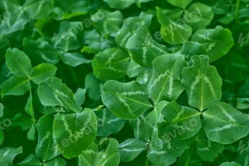 Preview: Green Clover Leaves On A Background Summer Landscape