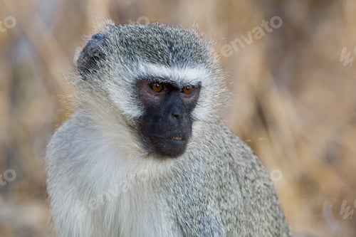 Preview: Vervet Monkey (Chlorocebus Pygerythrus) In Kruger National Park, South Africa