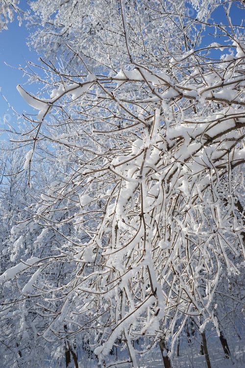Preview: Winter Landscape In The Park In A Cold, But Sunny Day. High Resolution And Beautiful Snow Details