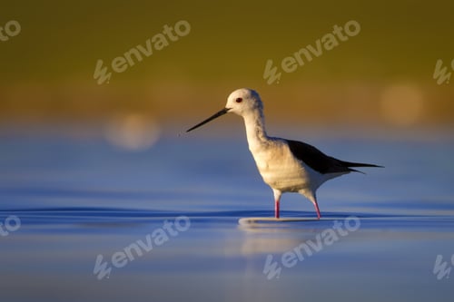 Preview: Water Bird. Colorful Nature Background. Bird: Black Winged Stilt. Himantopus Himantopus.