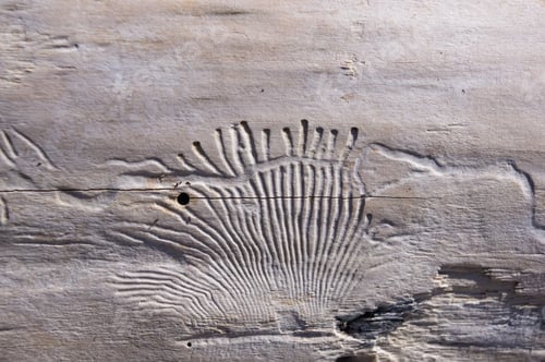 Preview: Driftwood, Washed Up By The Sea With Beautiful Lines From The Beetles Woodworm On A Pebble Beach On