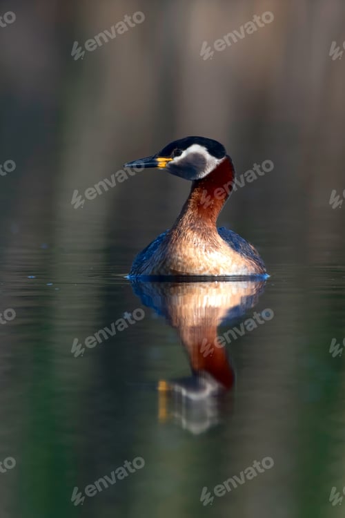 Preview: Swimming Bird. Nature Background. Bird: Red Necked Grebe. Podiceps Grisegena.