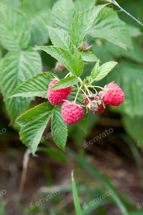 Preview: Lots Of Red Ripe Raspberries On Bush. Close Up Of Fresh Organic Berries With Green Leaves On