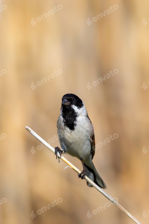 Preview: Cute Bird. Common Reed Bunting. Emberiza Schoeniclus. Yellow Nature Background.