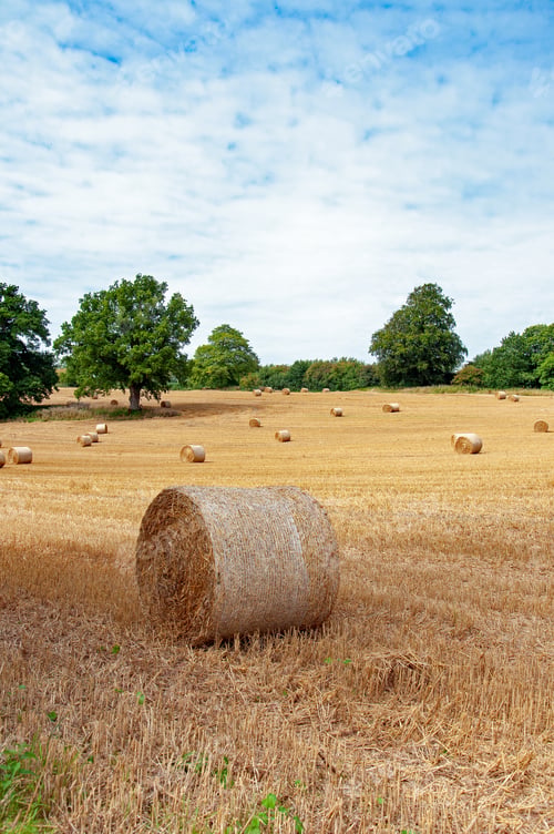 Preview: Straw Bales In A Summertime Field.