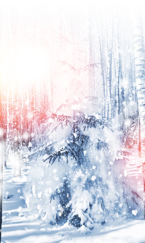 Preview: Forest In The Frost. Winter Landscape. Snow Covered Trees.
