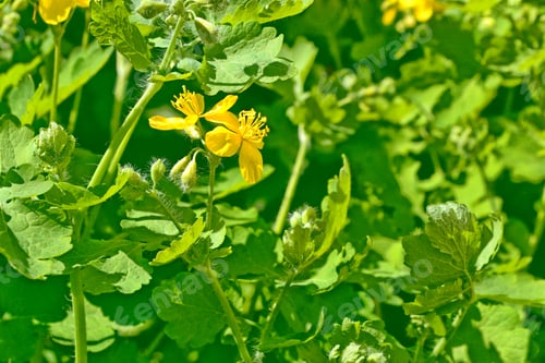 Preview: Yellow Spring Flower Celandine In The Background Of The Summer Landscape.