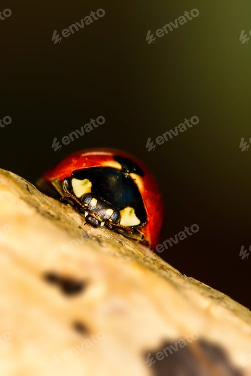 Preview: Cute Animal Ladybird. Natural Background.