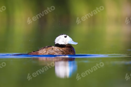 Preview: Swimming Duck. Colorful Lake Habitat Background. Bird: White Headed Duck. Oxyura Leucocephala.