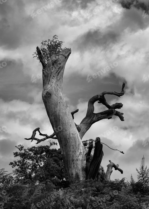 Preview: Solitary Tree