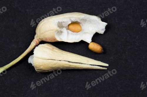 Preview: Radish Pod With Seeds And Black Background