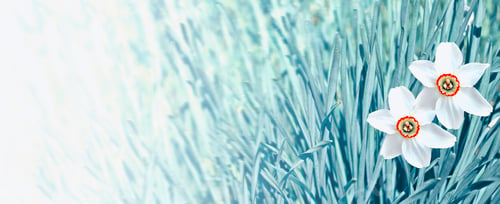 Preview: Bright And Colorful Flowers Of Daffodils On The Background Of The Spring Landscape