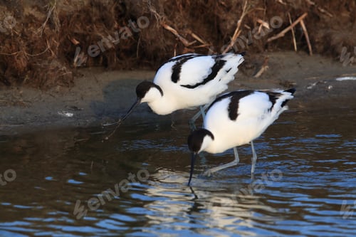 Preview: Pied Avocet, Recurvirostra Avosetta, Texel Holland