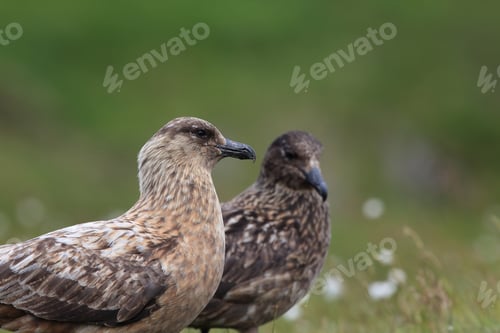Preview: Great Skua (Stercorarius Skua) Norway. Skua In The Nature Habitat