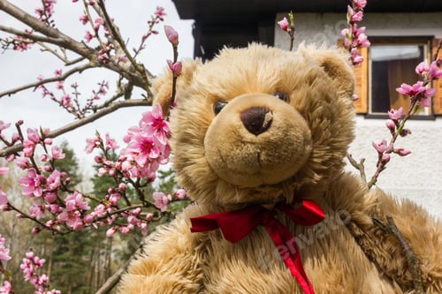 Preview: Teddy Bear