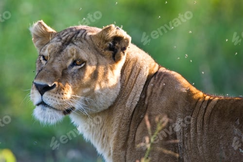 Preview: Lioness In The Serengeti National Park, Tanzania