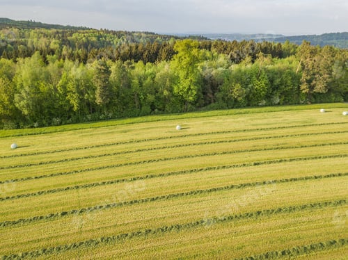 Preview: Aerial View Of Hay Field In Evening Sunlight In Switzerland With